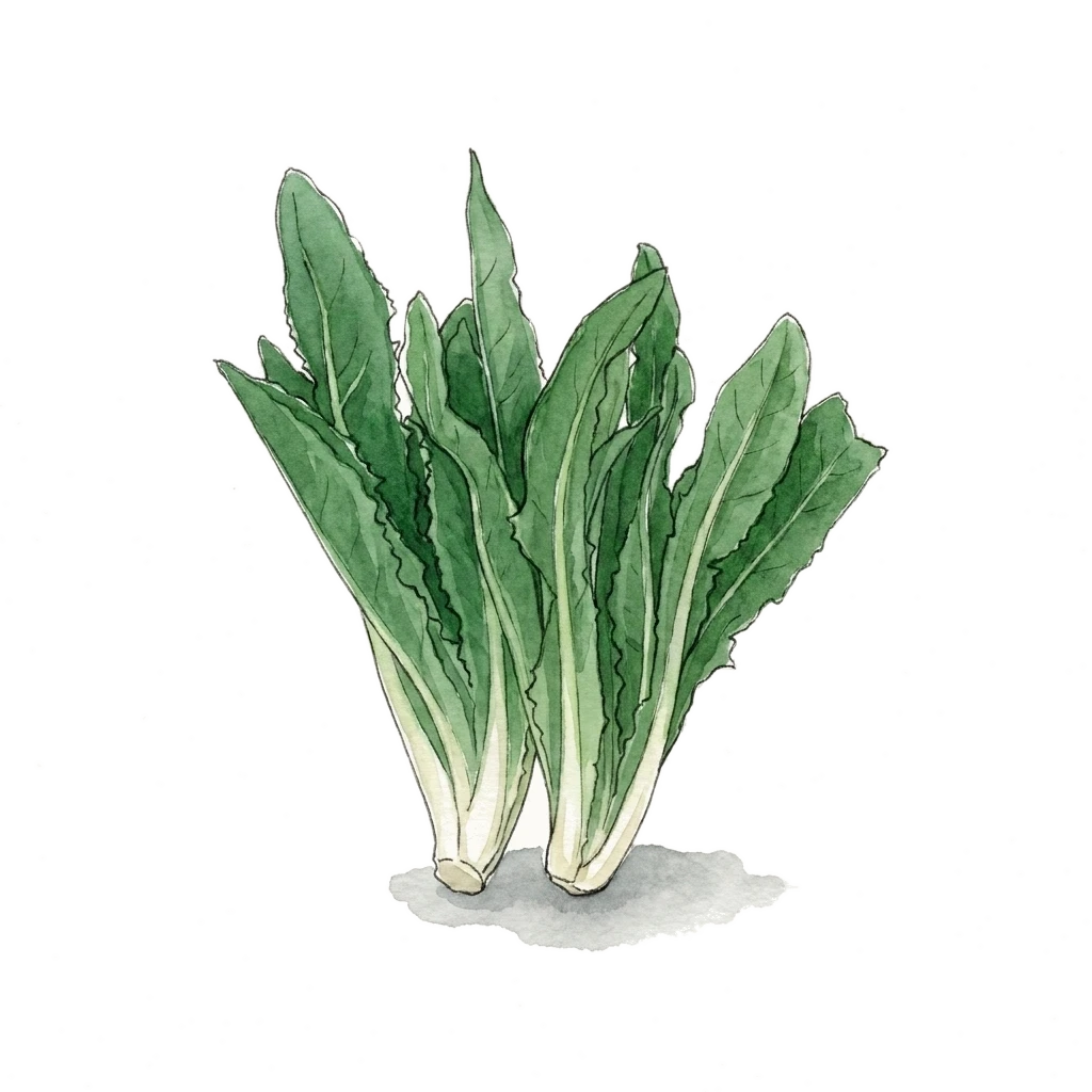 油麦菜水彩插画