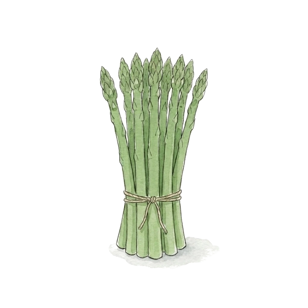 芦笋水彩插画