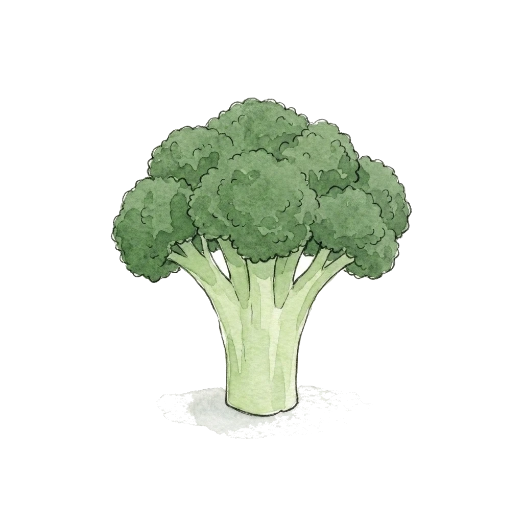 西兰花水彩插画