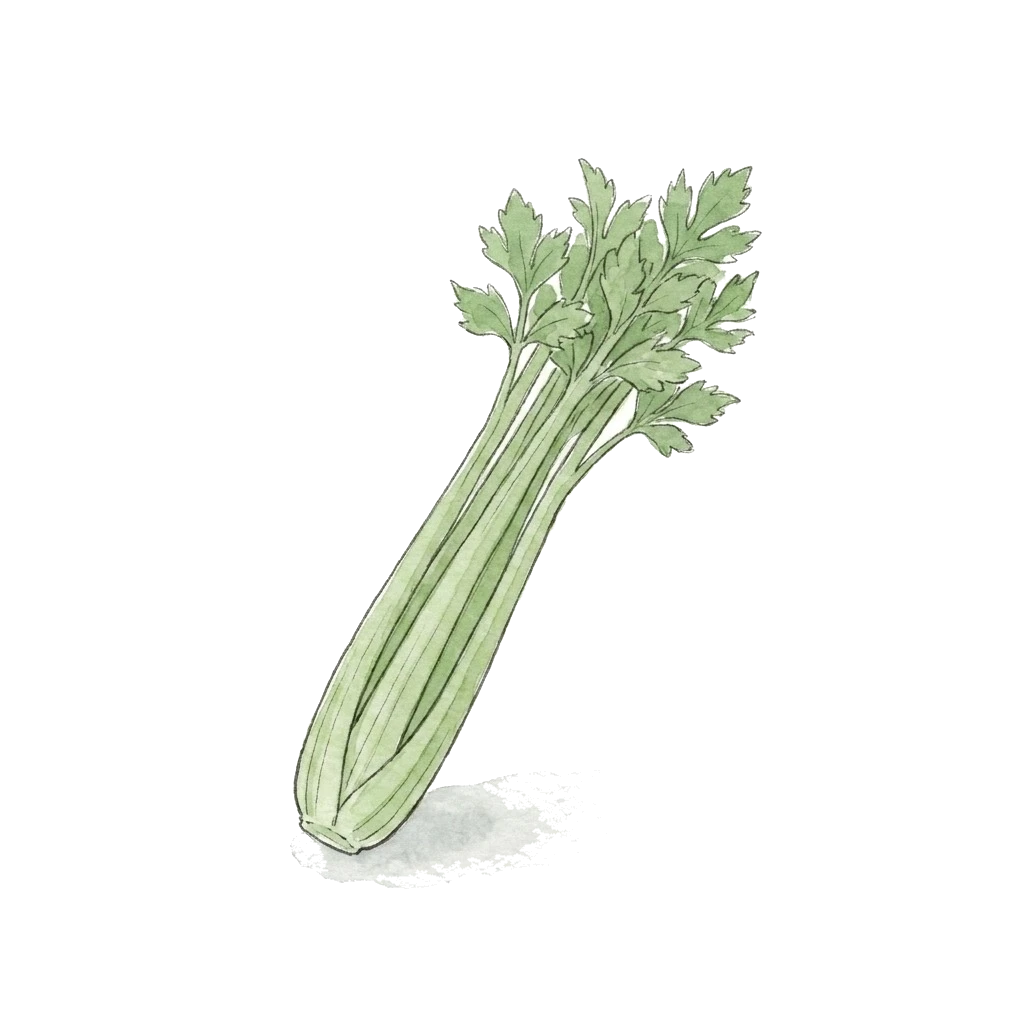 芹菜水彩插画