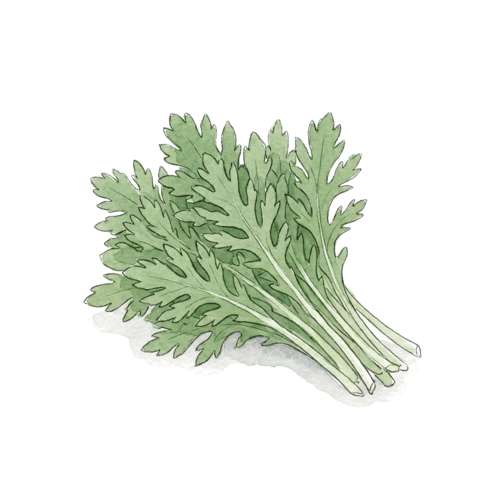 茼蒿水彩插画