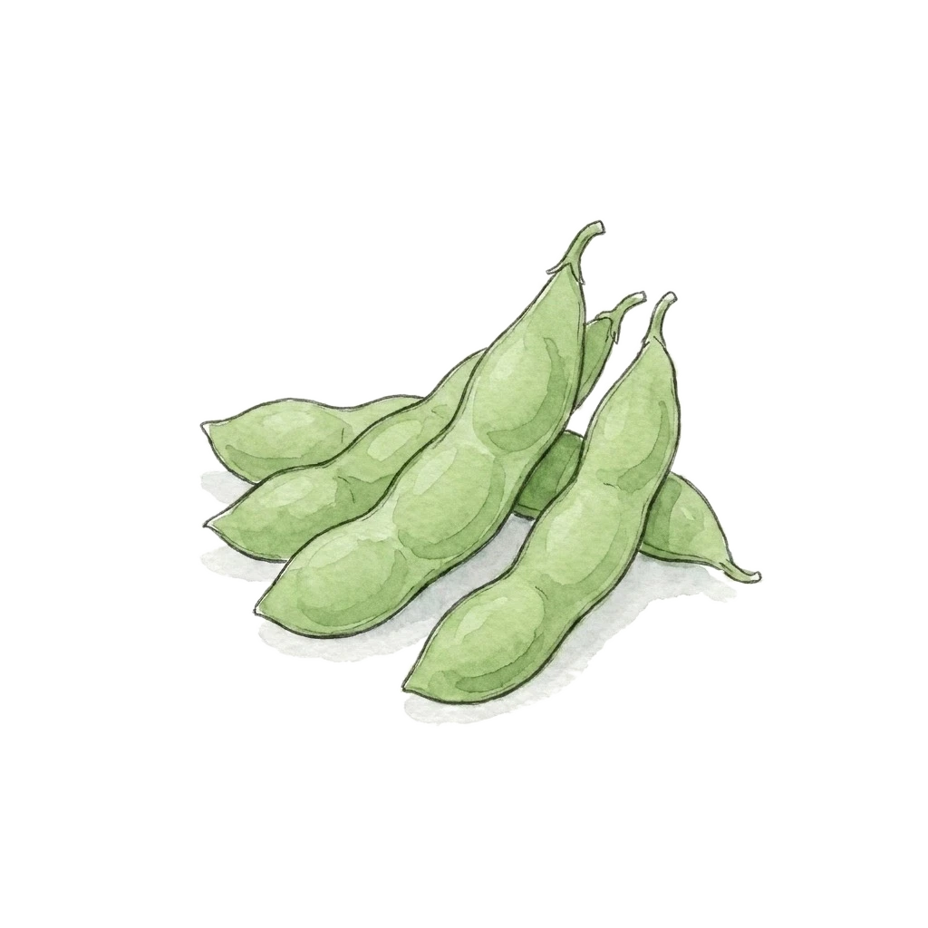 毛豆水彩插画