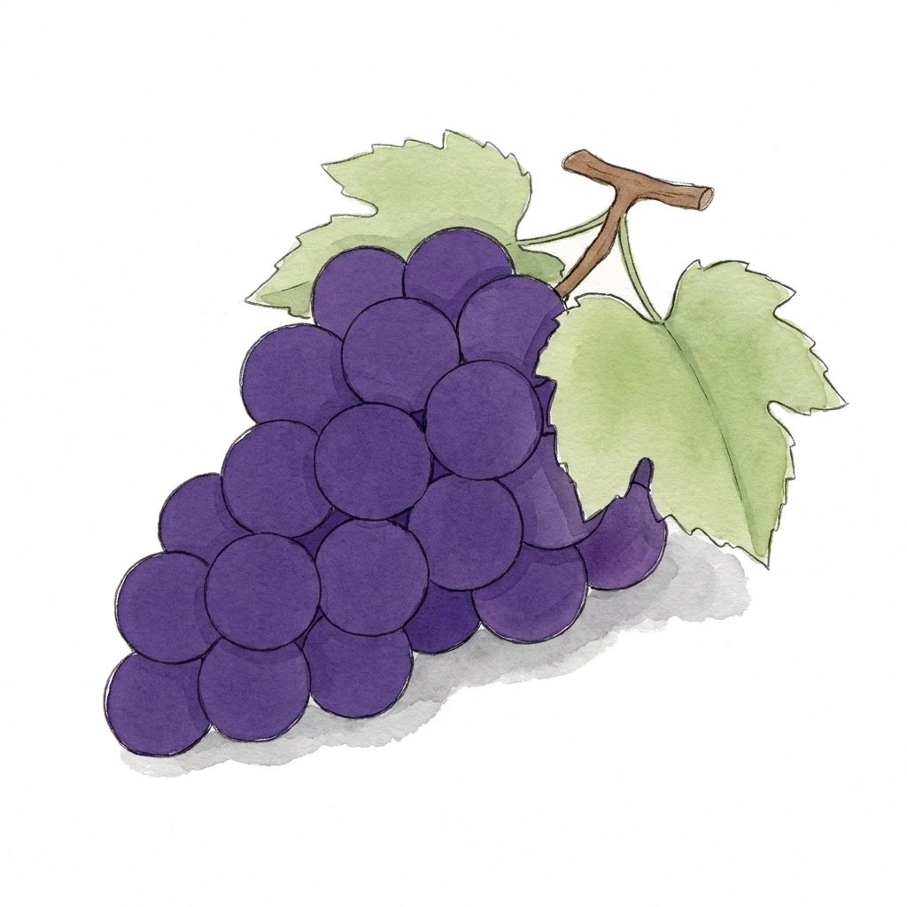 葡萄水彩插画