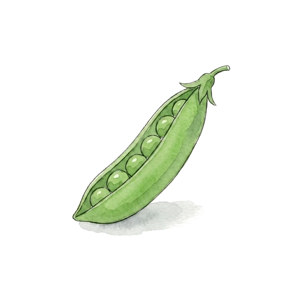 豌豆水彩插画
