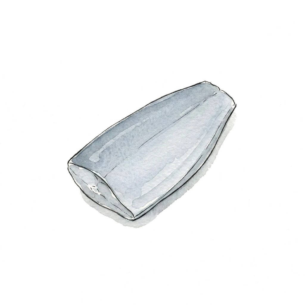 带鱼水彩插画
