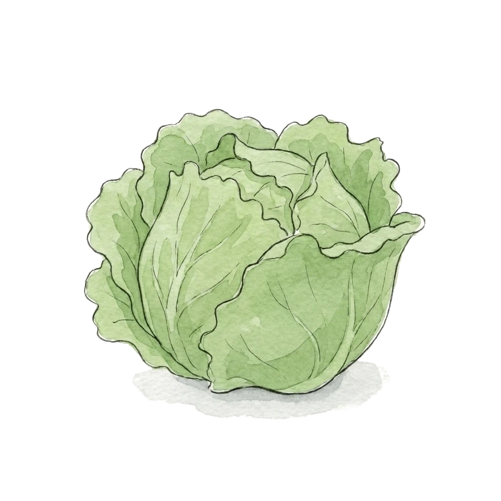 生菜水彩插画