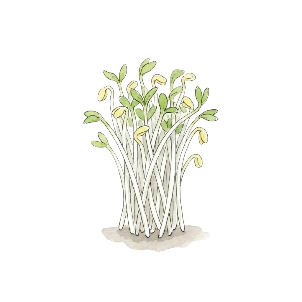 绿豆芽水彩插画