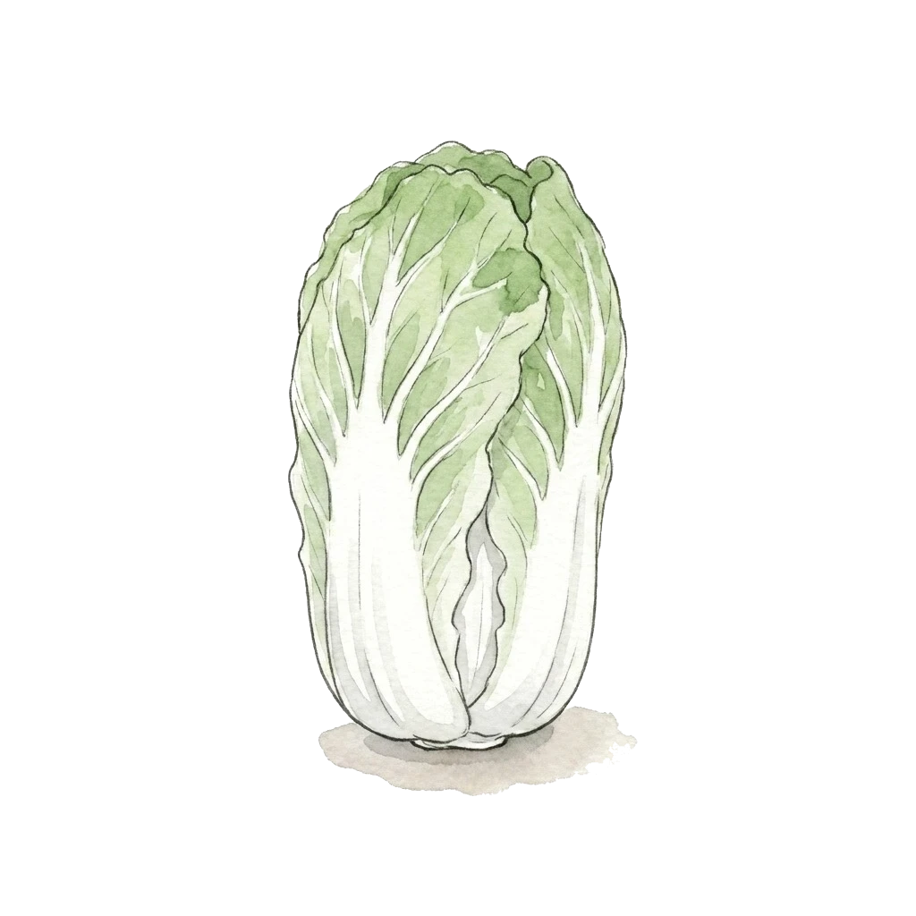 大白菜水彩插画