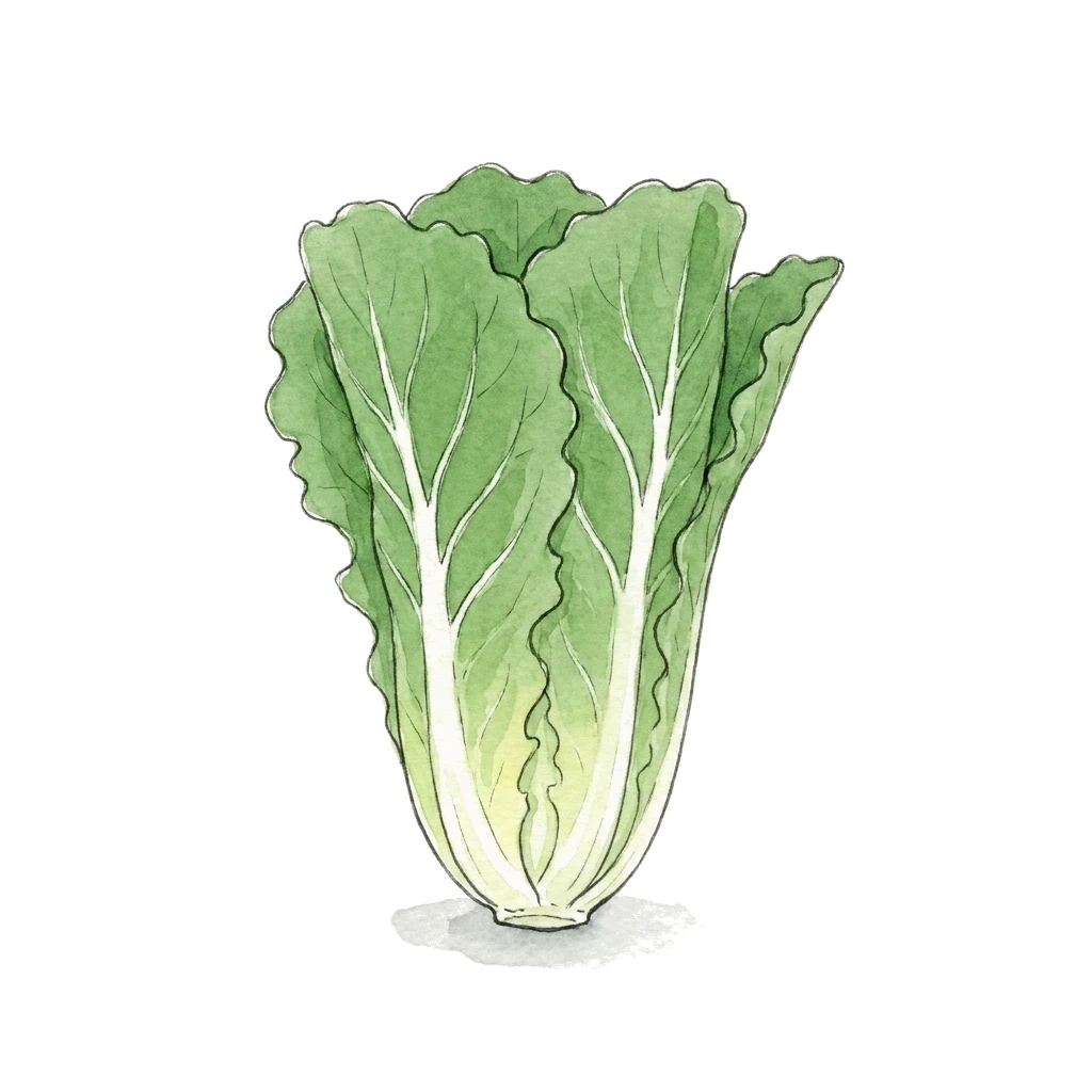 罗马生菜水彩插画