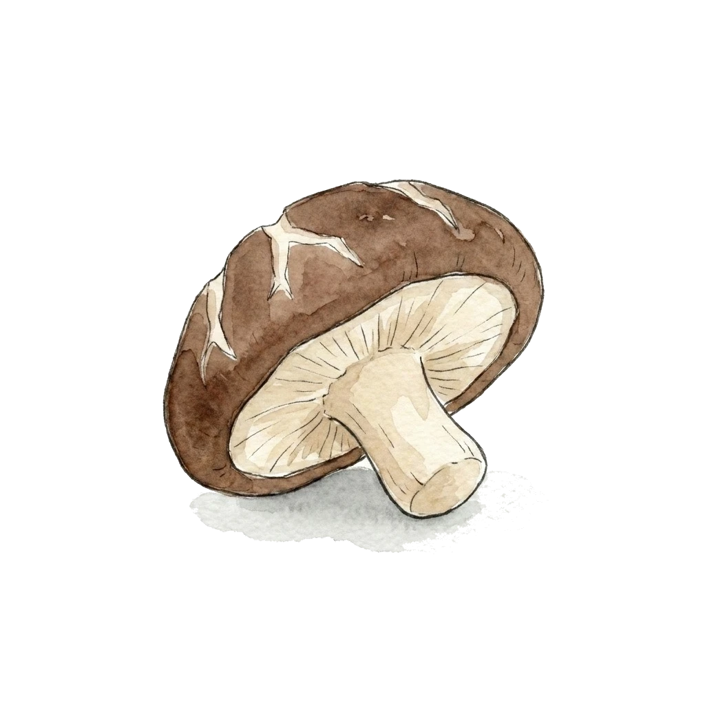 香菇水彩插画