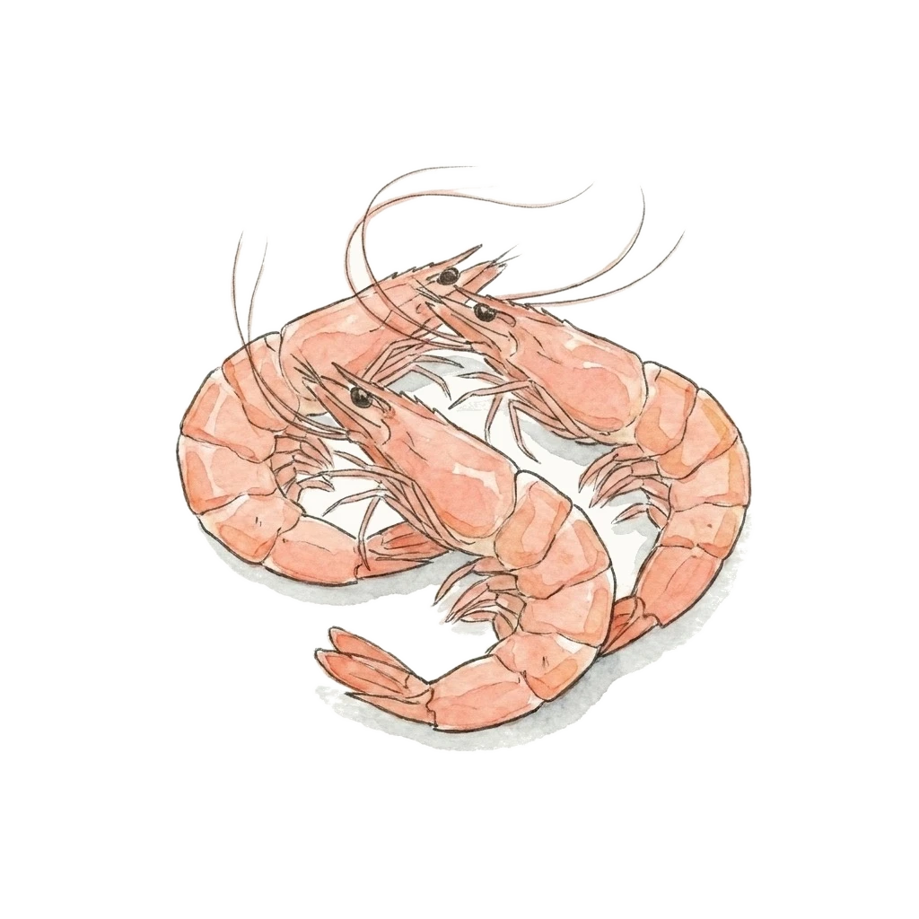 虾水彩插画