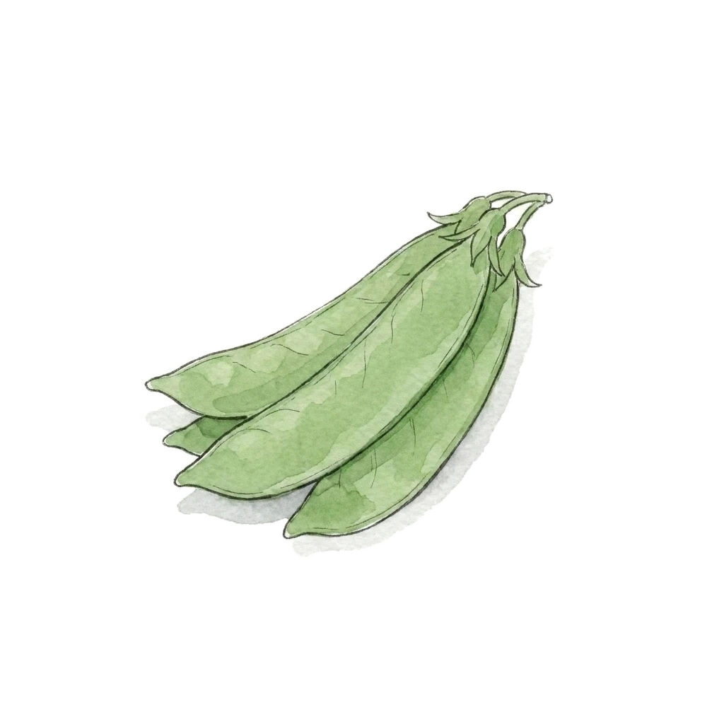 荷兰豆水彩插画