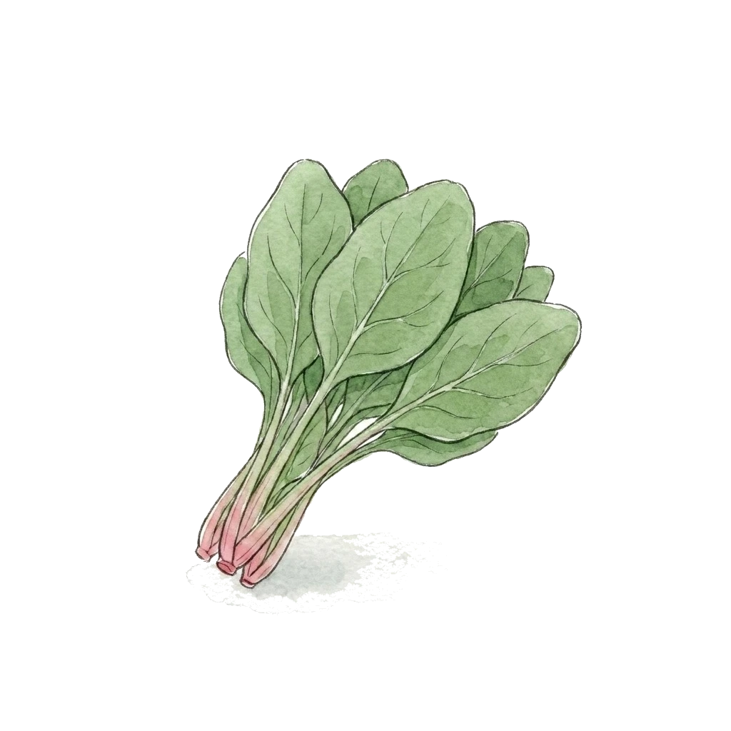 菠菜水彩插画