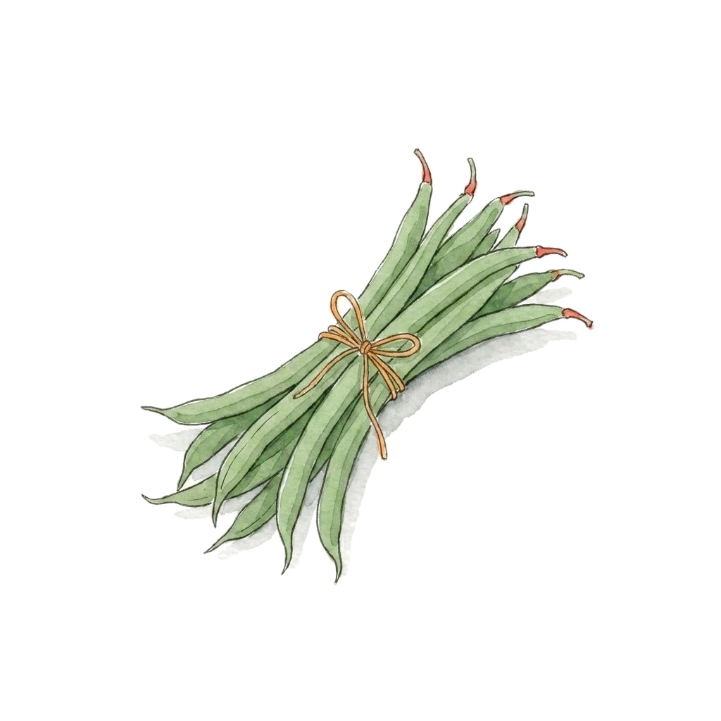 四季豆水彩插画