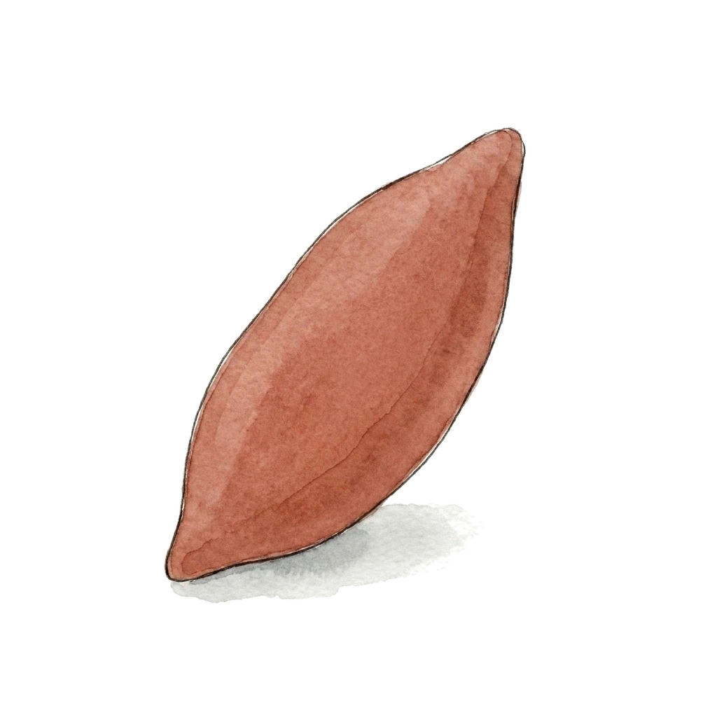 红薯水彩插画
