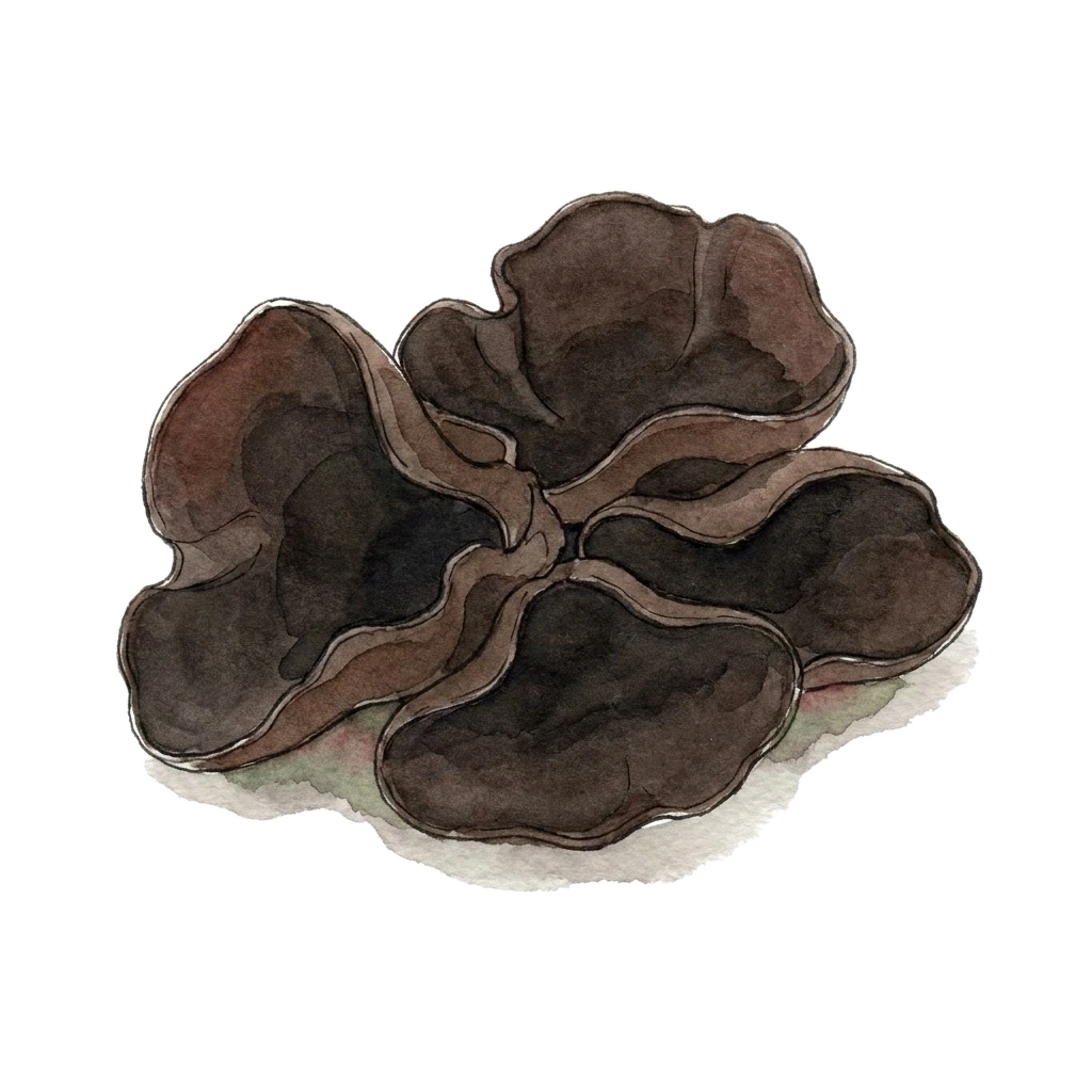 木耳水彩插画