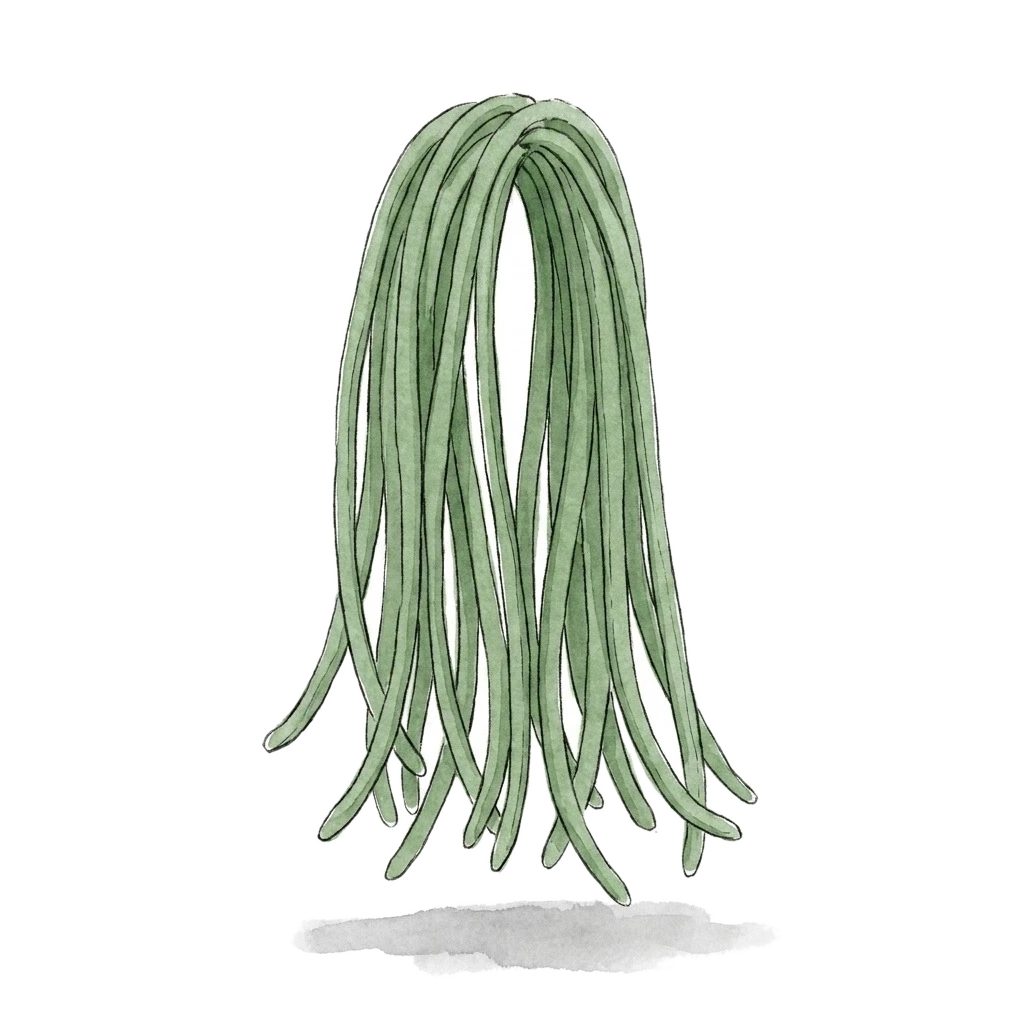 豇豆水彩插画